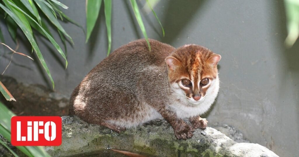 Σπάνιος και απειλούμενος αγριόγατος καταγράφηκε στην Ταϊλάνδη έπειτα από 30 χρόνια