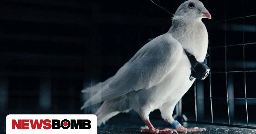 Περιστέρια «ζωντανά drones»: Η νέα τεχνολογία του Κρεμλίνου με εμπλοκή της κόρης του Πούτιν