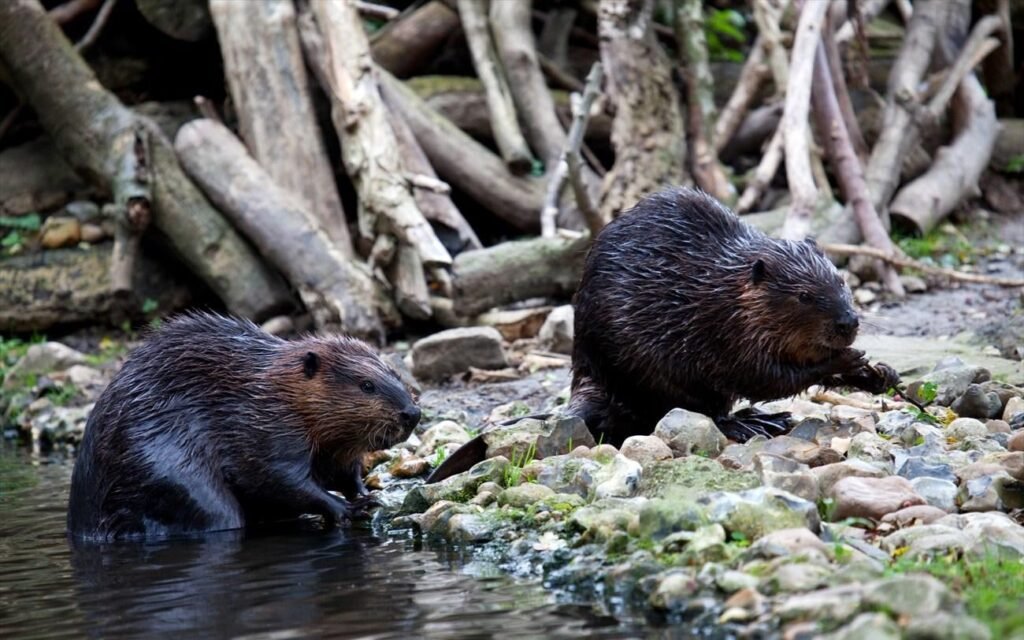 Οι κάστορες είναι οι μηχανικοί της φύσης κατά της κλιματικής αλλαγής