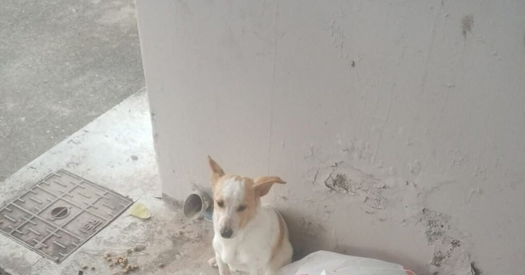 Εικόνες που ραγίζουν καρδιές: Εγκατέλειψαν σκυλάκι σε στάση λεωφορείου μαζί…