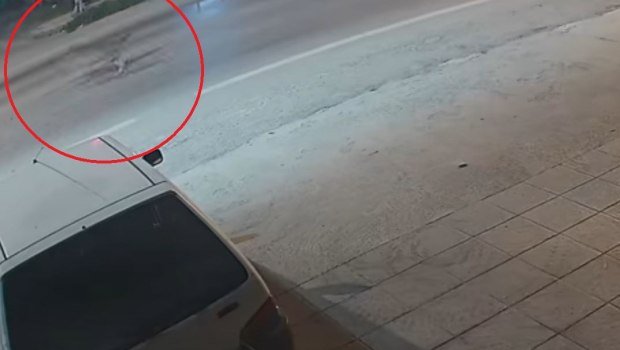 Αλεξάνδρεια: Λύκοι κάνουν βόλτα έξω από σπίτια – Βίντεο ντοκουμέντο