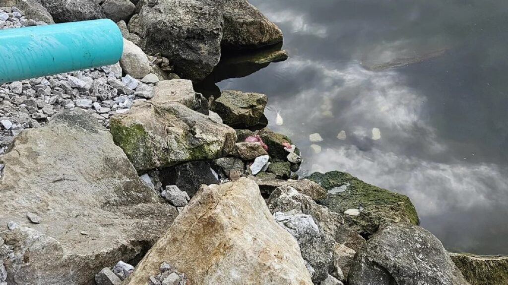 Μόνο το 1% των ανθρώπων θα βρει το φίδι σε 13 δευτερόλεπτα