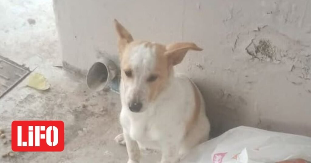 Λεμεσός: Εγκατέλειψαν σκύλο μαζί με τα παιχνίδια του σε στάση λεωφορείου