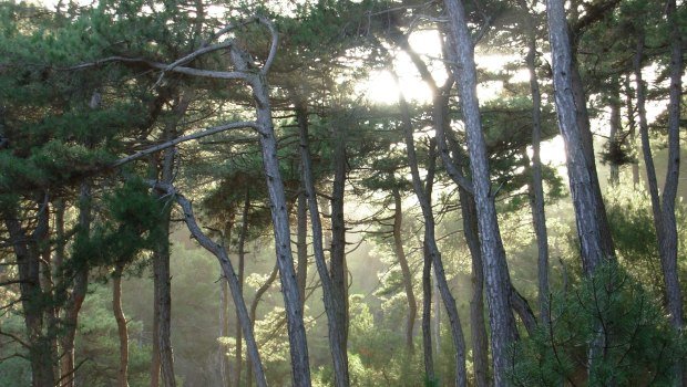 Εθνικό Πάρκο Δαδιάς: Έγκλημα κατά της άγριας ζωής